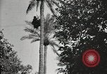 Standbild Datum Ernte Bacuba Beled Ruz Bagdad Irak, 1929, aus Sekunde 59 historischem Filmmaterial Videoclip 65675022176