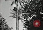 Standbild Datum Ernte Bacuba Beled Ruz Bagdad Irak, 1929, aus Sekunde 60 historischem Filmmaterial Videoclip 65675022176