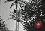 Standbild Datum Ernte Bacuba Beled Ruz Bagdad Irak, 1929, aus Sekunde 62 historischem Filmmaterial Videoclip 65675022176