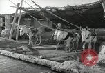 Image of Traffic policeman under umbrella Baghdad Iraq, 1942, second 44 stock footage video 65675022192