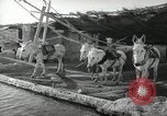Image of Traffic policeman under umbrella Baghdad Iraq, 1942, second 45 stock footage video 65675022192