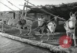 Image of Traffic policeman under umbrella Baghdad Iraq, 1942, second 46 stock footage video 65675022192
