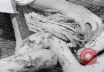 Standbild japanische Schlachtschiff und andere Kriegsschiffe angelaufen Japan, 1941, aus Sekunde 61 historischem Filmmaterial Videoclip 65675022302