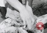 Standbild japanische Schlachtschiff und andere Kriegsschiffe angelaufen Japan, 1941, aus Sekunde 62 historischem Filmmaterial Videoclip 65675022302