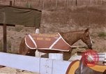 Standbild Marine Corps Pferd Sergeant rücksichtslos Camp Pendleton California USA, 1967, aus Sekunde 32 historischem Filmmaterial Videoclip 65675022394