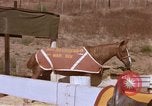 Standbild Marine Corps Pferd Sergeant rücksichtslos Camp Pendleton California USA, 1967, aus Sekunde 33 historischem Filmmaterial Videoclip 65675022394