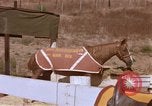 Standbild Marine Corps Pferd Sergeant rücksichtslos Camp Pendleton California USA, 1967, aus Sekunde 35 historischem Filmmaterial Videoclip 65675022394