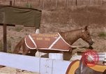 Standbild Marine Corps Pferd Sergeant rücksichtslos Camp Pendleton California USA, 1967, aus Sekunde 37 historischem Filmmaterial Videoclip 65675022394