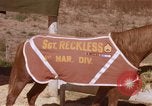 Standbild Marine Corps Pferd Sergeant rücksichtslos Camp Pendleton California USA, 1967, aus Sekunde 44 historischem Filmmaterial Videoclip 65675022394