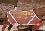 Standbild Marine Corps Pferd Sergeant rücksichtslos Camp Pendleton California USA, 1967, aus Sekunde 46 historischem Filmmaterial Videoclip 65675022394