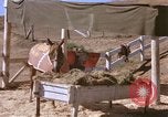 Standbild Marine Corps Pferd Sergeant rücksichtslos Camp Pendleton California USA, 1967, aus Sekunde 60 historischem Filmmaterial Videoclip 65675022394