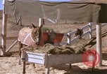 Standbild Marine Corps Pferd Sergeant rücksichtslos Camp Pendleton California USA, 1967, aus Sekunde 61 historischem Filmmaterial Videoclip 65675022394