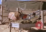 Standbild Marine Corps Pferd Sergeant rücksichtslos Camp Pendleton California USA, 1967, aus Sekunde 62 historischem Filmmaterial Videoclip 65675022394