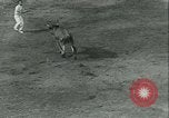Immagine di La corrida Mont-De-Marsan Francia, 1933, secondo 31 filmato di repertorio 65675022452