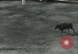 Immagine di La corrida Mont-De-Marsan Francia, 1933, secondo 41 filmato di repertorio 65675022452