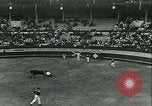Immagine di La corrida Mont-De-Marsan Francia, 1933, secondo 56 filmato di repertorio 65675022452