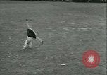 Immagine di Mayday celebrazione Dearborn Michigan Greenfield Village USA, 1930, secondo 20 filmato di repertorio 65675022482