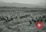 Immagine di Campo di canna da zucchero Taiwan, 1958, secondo 17 filmato di repertorio 65675022486