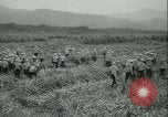 Immagine di Campo di canna da zucchero Taiwan, 1958, secondo 18 filmato di repertorio 65675022486