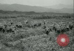 Immagine di Campo di canna da zucchero Taiwan, 1958, secondo 19 filmato di repertorio 65675022486