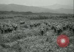 Immagine di Campo di canna da zucchero Taiwan, 1958, secondo 20 filmato di repertorio 65675022486