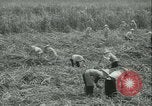 Immagine di Campo di canna da zucchero Taiwan, 1958, secondo 21 filmato di repertorio 65675022486