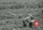 Immagine di Campo di canna da zucchero Taiwan, 1958, secondo 22 filmato di repertorio 65675022486