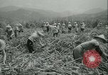 Immagine di Campo di canna da zucchero Taiwan, 1958, secondo 23 filmato di repertorio 65675022486