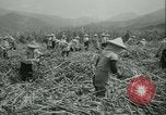 Immagine di Campo di canna da zucchero Taiwan, 1958, secondo 24 filmato di repertorio 65675022486