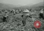 Immagine di Campo di canna da zucchero Taiwan, 1958, secondo 25 filmato di repertorio 65675022486