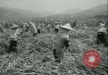 Immagine di Campo di canna da zucchero Taiwan, 1958, secondo 26 filmato di repertorio 65675022486