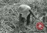 Immagine di Campo di canna da zucchero Taiwan, 1958, secondo 27 filmato di repertorio 65675022486