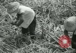 Immagine di Campo di canna da zucchero Taiwan, 1958, secondo 28 filmato di repertorio 65675022486