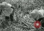 Immagine di Campo di canna da zucchero Taiwan, 1958, secondo 29 filmato di repertorio 65675022486