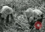 Immagine di Campo di canna da zucchero Taiwan, 1958, secondo 30 filmato di repertorio 65675022486