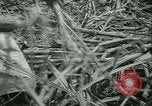 Immagine di Campo di canna da zucchero Taiwan, 1958, secondo 31 filmato di repertorio 65675022486