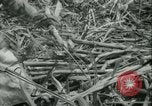 Immagine di Campo di canna da zucchero Taiwan, 1958, secondo 32 filmato di repertorio 65675022486