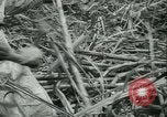 Immagine di Campo di canna da zucchero Taiwan, 1958, secondo 33 filmato di repertorio 65675022486