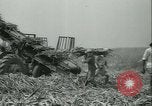 Immagine di Campo di canna da zucchero Taiwan, 1958, secondo 38 filmato di repertorio 65675022486