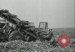 Immagine di Campo di canna da zucchero Taiwan, 1958, secondo 39 filmato di repertorio 65675022486