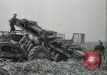 Immagine di Campo di canna da zucchero Taiwan, 1958, secondo 40 filmato di repertorio 65675022486