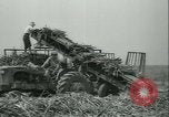 Immagine di Campo di canna da zucchero Taiwan, 1958, secondo 41 filmato di repertorio 65675022486