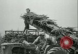 Immagine di Campo di canna da zucchero Taiwan, 1958, secondo 42 filmato di repertorio 65675022486