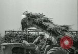 Immagine di Campo di canna da zucchero Taiwan, 1958, secondo 43 filmato di repertorio 65675022486
