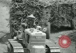 Immagine di Campo di canna da zucchero Taiwan, 1958, secondo 44 filmato di repertorio 65675022486
