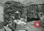 Immagine di Campo di canna da zucchero Taiwan, 1958, secondo 45 filmato di repertorio 65675022486