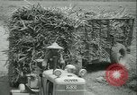 Immagine di Campo di canna da zucchero Taiwan, 1958, secondo 46 filmato di repertorio 65675022486