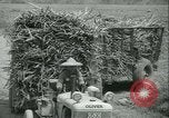 Immagine di Campo di canna da zucchero Taiwan, 1958, secondo 47 filmato di repertorio 65675022486
