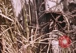 Standbild Vietcong Angriff Saigon Vietnam, 1968, aus Sekunde 45 historischem Filmmaterial Videoclip 65675022568