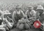 Image Hawaiian travailleurs d'Ananas reposant Hawaii USA, 1916, de la seconde 30 séquences d'archives historiques vidéo 65675022621